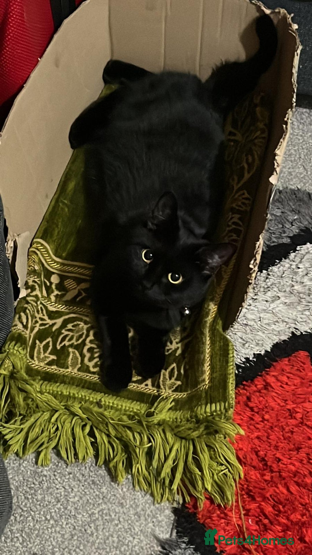 Bombay cats for sale: Adorable Kittens Looking for Their Forever Homes! - Advert 1