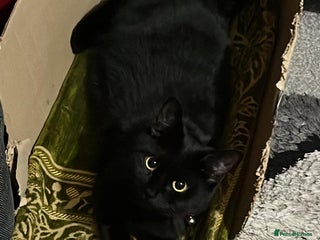 Bombay cats Adorable Kittens Looking for Their Forever Homes! - Advert 1