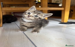 Mixed Breed cats for sale: Gorgeous Ragdoll Mix Kittens Ready for Loving Home - Image 5