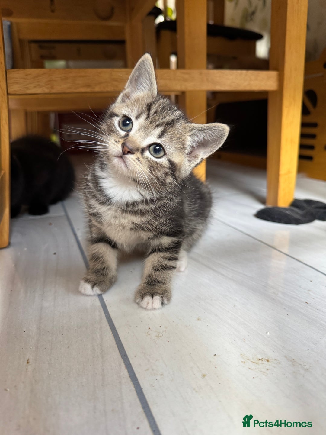 Mixed Breed cats for sale: Gorgeous Ragdoll Mix Kittens Ready for Loving Home - Image 5