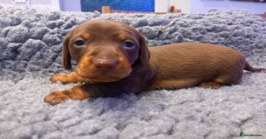 Miniature Dachshund dogs - Advert 2