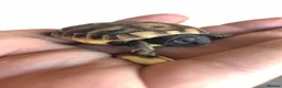 Hermann Tortoise reptiles for sale: Herman hatchlings  - Advert 4