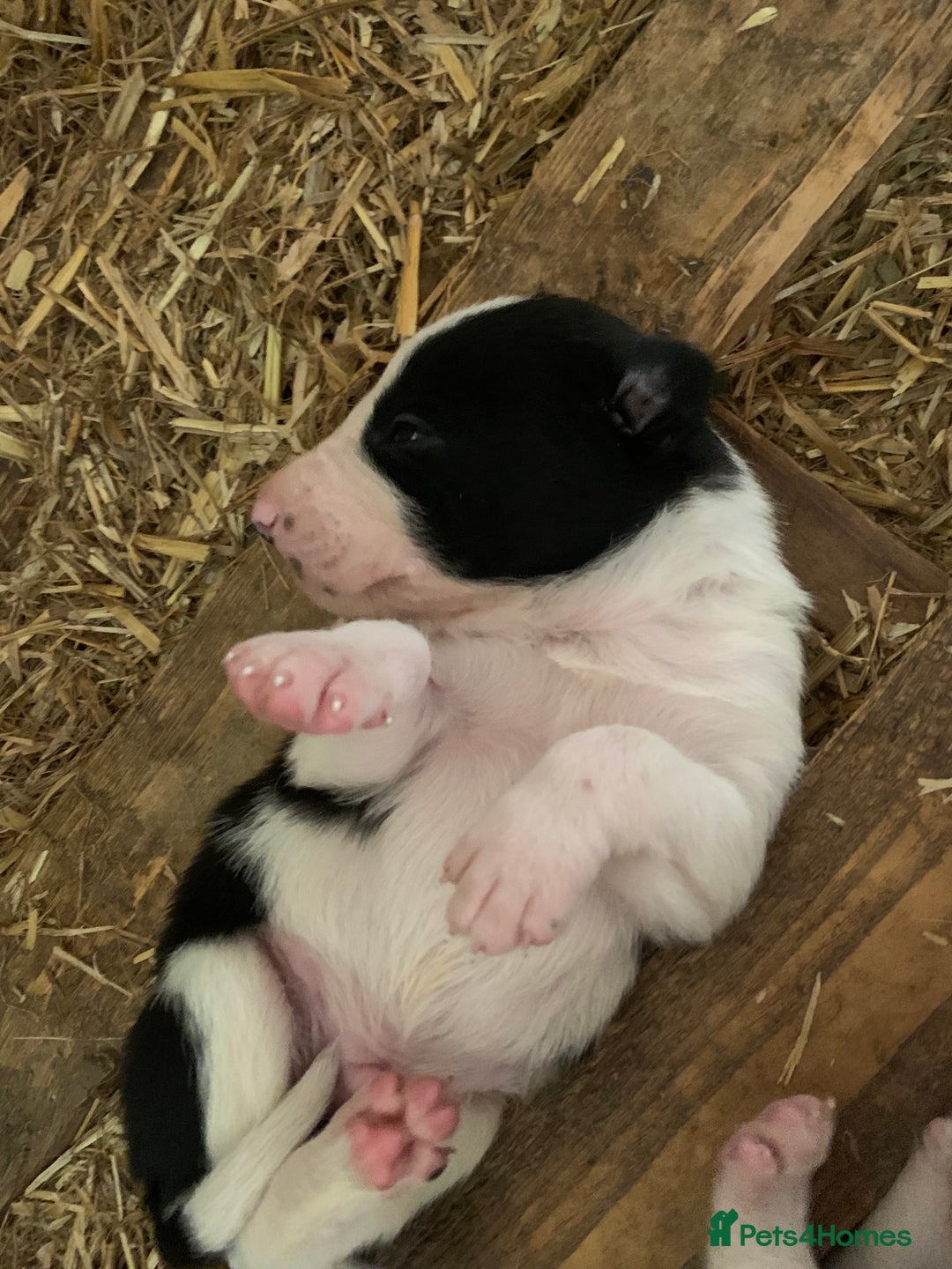 Border Collie dogs for sale: Choice of 9 sheepdog puppies up for selection!! - Image 3