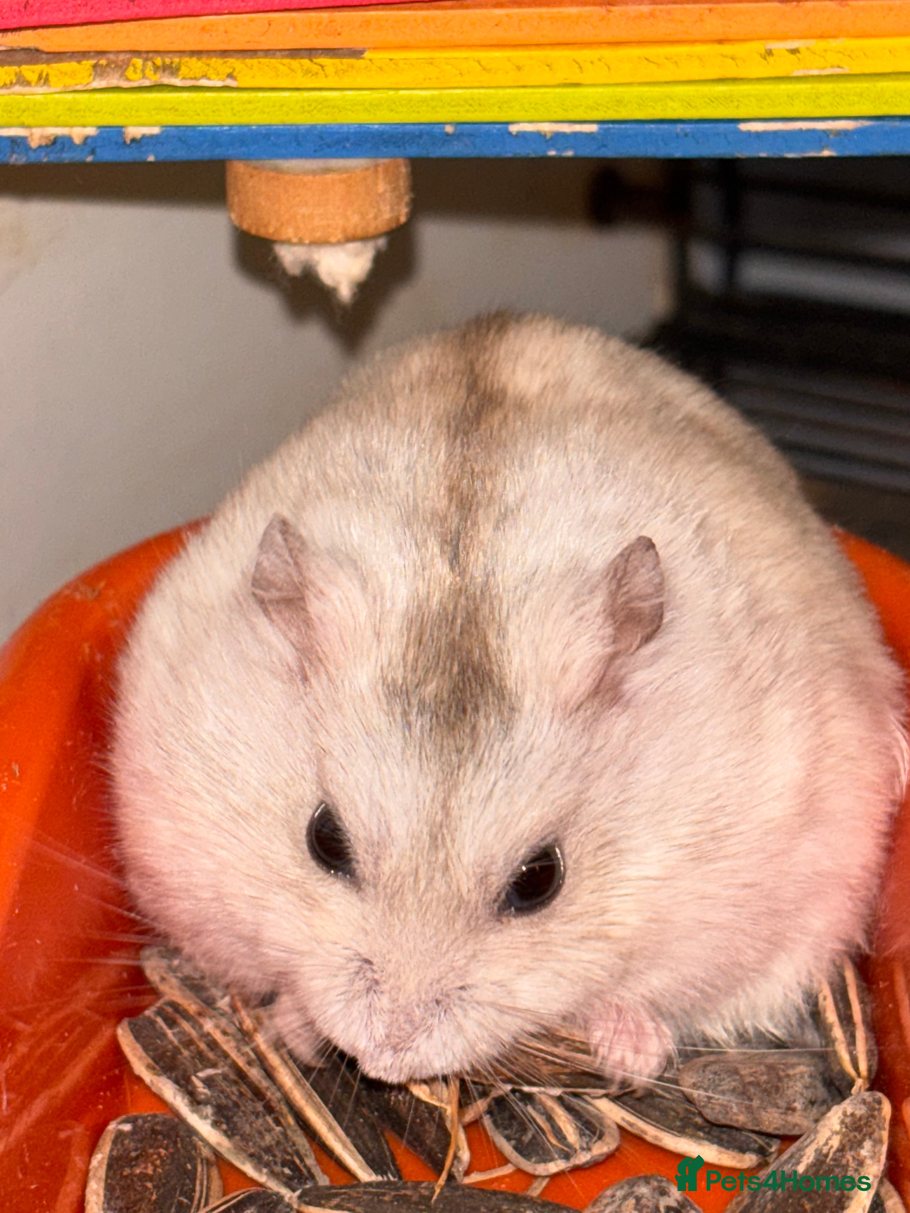 Hamster rodents Supertamed Russian white dwarf Baby Hamsters - Advert 4