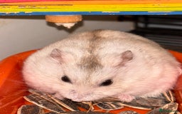 Hamster rodents for sale: Supertamed Russian white dwarf Baby Hamsters - Image 2