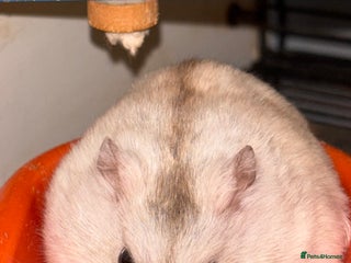 Hamster rodents - Advert 26