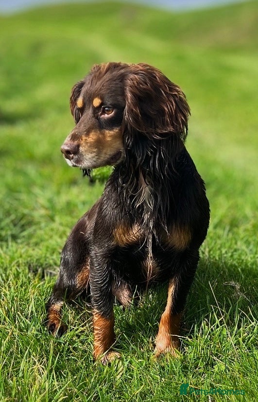 Cocker Spaniel dogs Hip scored. Fully DNA health tested - Advert 6