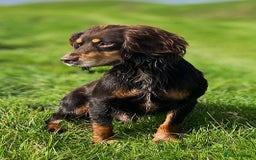 Cocker Spaniel dogs for stud: Health tested KC dog. Carries various colours - Image 1