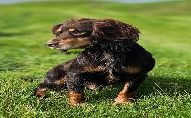 Cocker Spaniel dogs - Advert 5