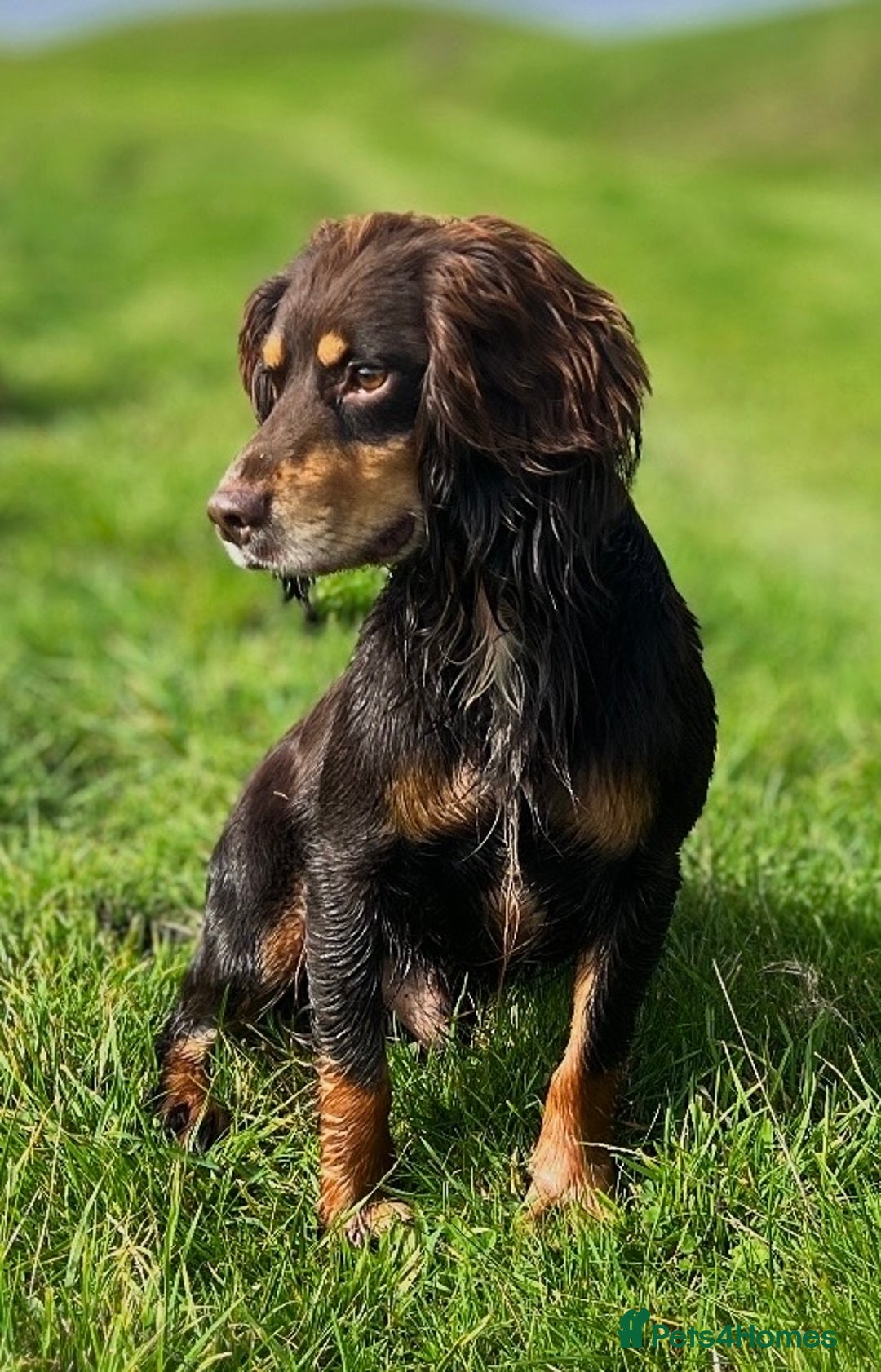 Cocker Spaniel dogs for stud: Health tested KC dog. Carries various colours - Image 1