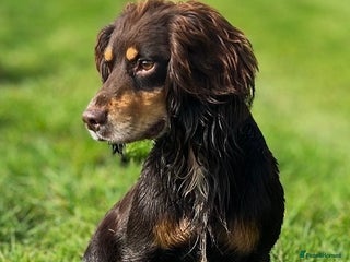 Cocker Spaniel dogs - Advert 23