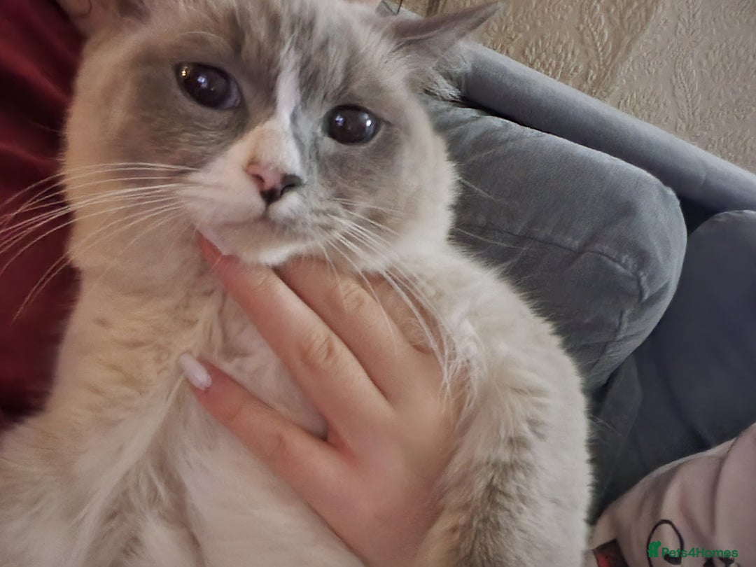 Ragdoll cats for sale: Ragdoll kittens - Advert 1