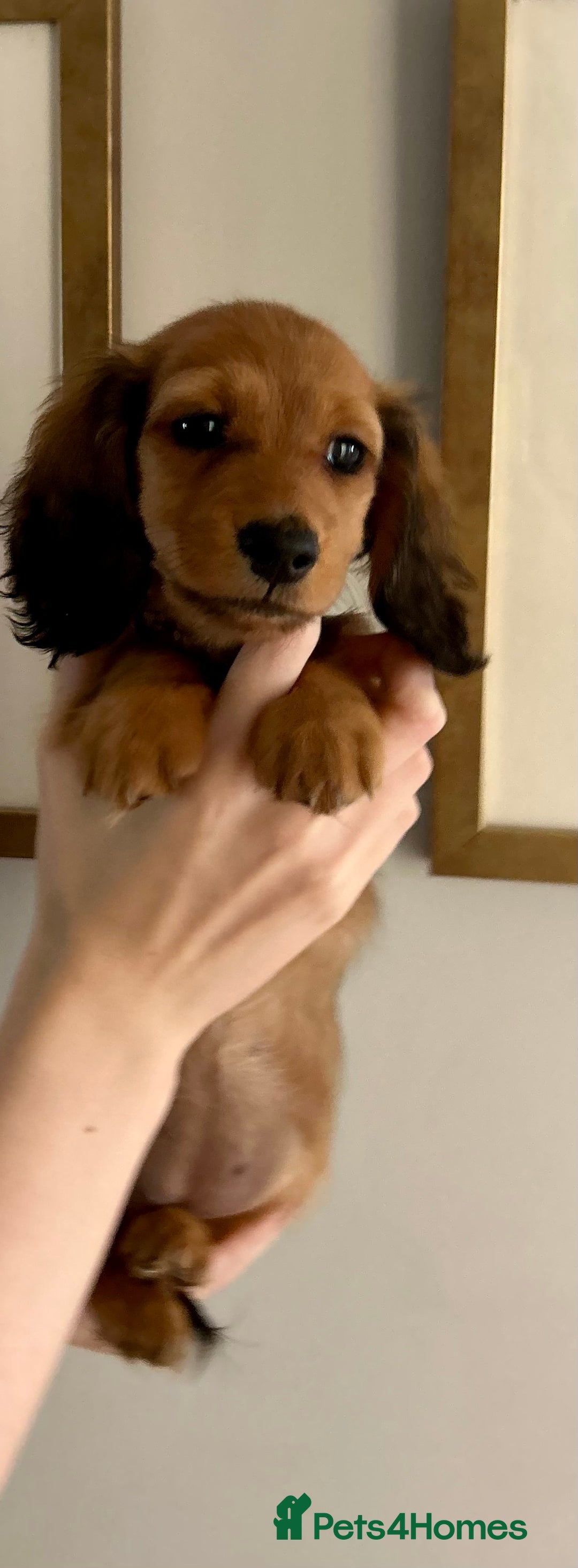 Miniature Dachshund dogs for sale:  Ready to leave - Long Haired Miniature Dachshund  - Image 3