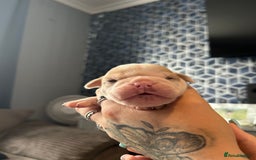 Olde English Bulldogge dogs for sale: CARTEL BLOODLINE OLDE ENGLISH PUPPIES!!  - Image 31