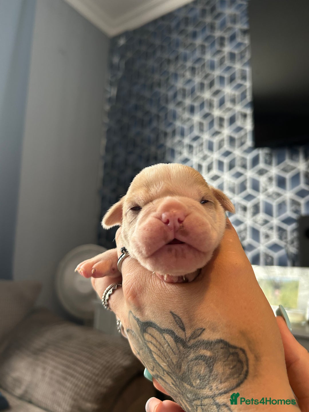 Olde English Bulldogge dogs for sale: CARTEL BLOODLINE OLDE ENGLISH PUPPIES!!  - Image 31