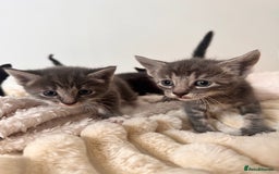 Bengal cats for sale: 6 Cuddly Bengal & Bombay Kittens - Image 2