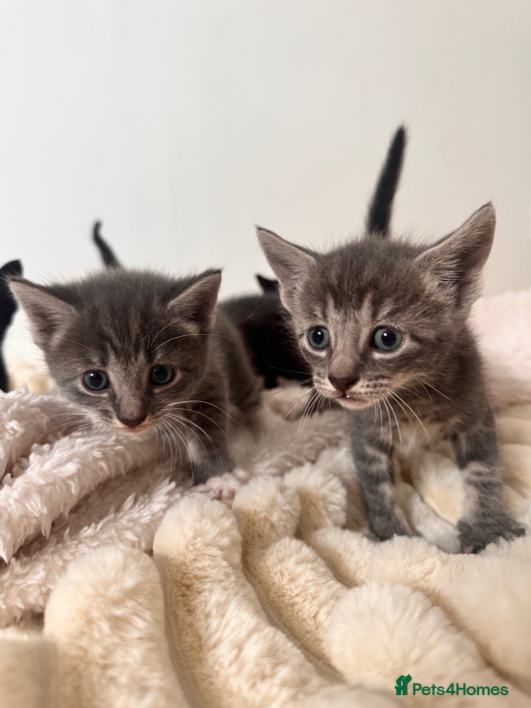 Bengal cats for sale: 6 Cuddly Bengal & Bombay Kittens - Image 2