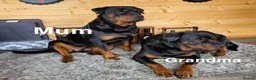 Rottweiler dogs for sale: 5 Males and 1 Female available!  - Advert 10