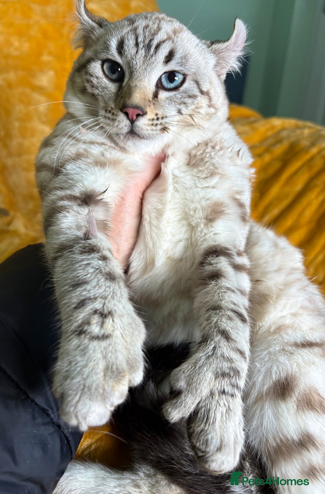 Keetso cats for sale: Super wild looking poly curled eared leopard  - Advert 7