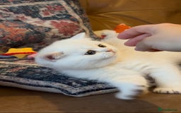 British Shorthair cats for sale: Pedigree British Shorthair kittens - Image 3