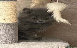 British Shorthair cats for sale: British shorthair x Persian  - Image 9