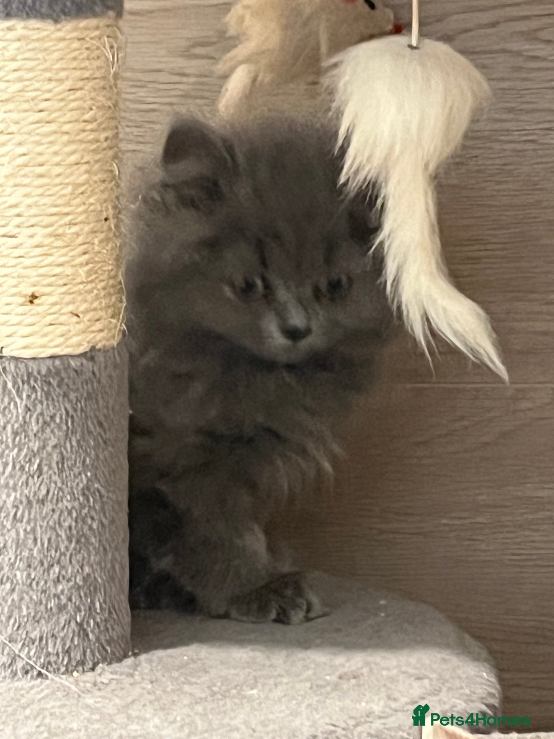 British Shorthair cats for sale: British shorthair x Persian  - Image 9