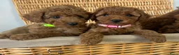 Miniature Poodle dogs for sale: Kc registered Miniature poodles Teddy bear  - Advert 3