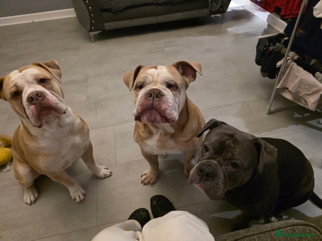 Olde English Bulldogge dogs for sale: 11 month old Pup for Rehoming - Image 6