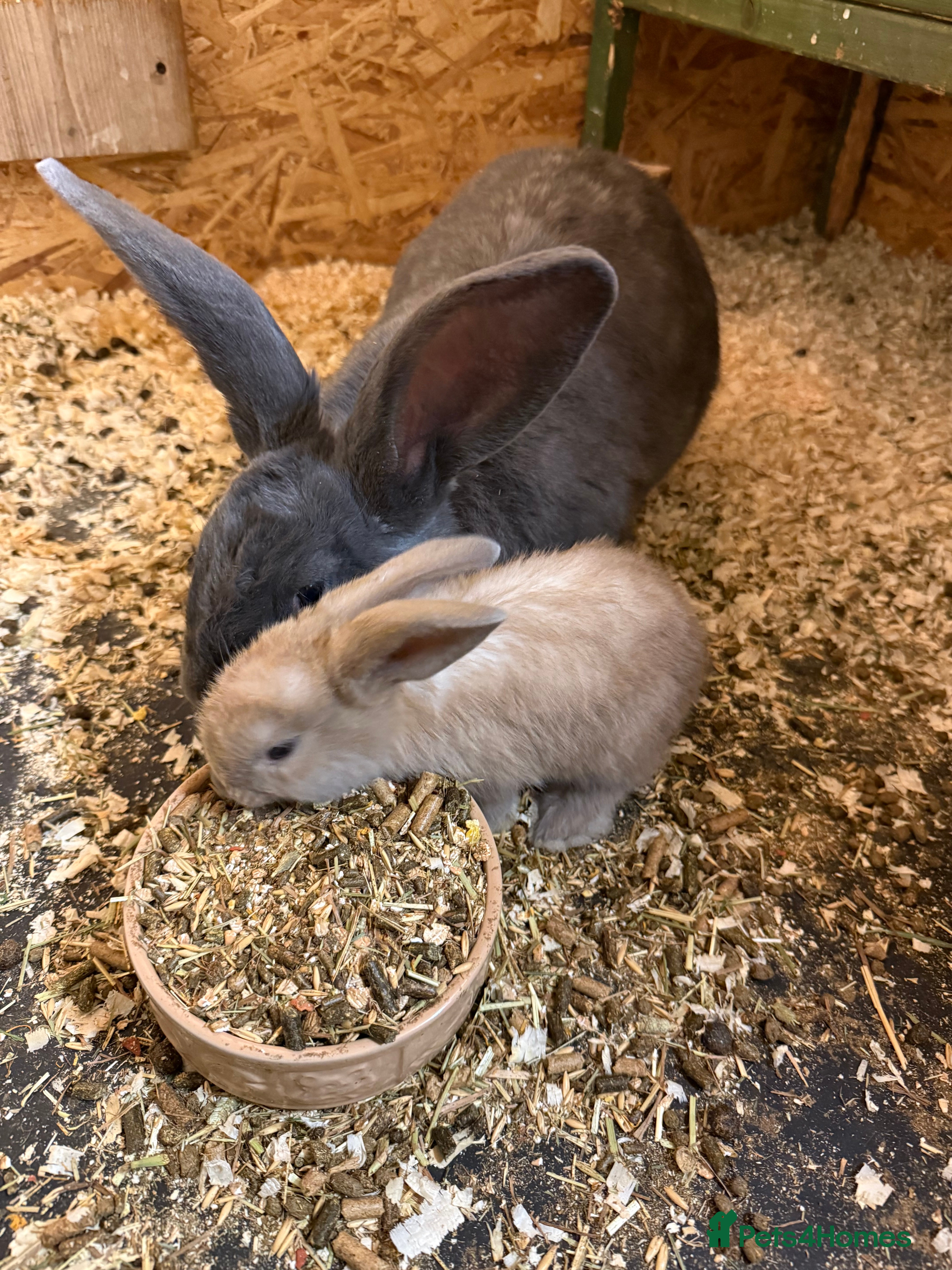 Continental Giant rabbits Beautiful well handled giant breed baby rabbits - Advert 2