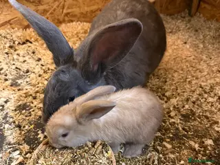 Continental Giant rabbits Beautiful well handled giant breed baby rabbits - Advert 1