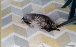 Mixed Breed cats for sale: Kittens - Image 4