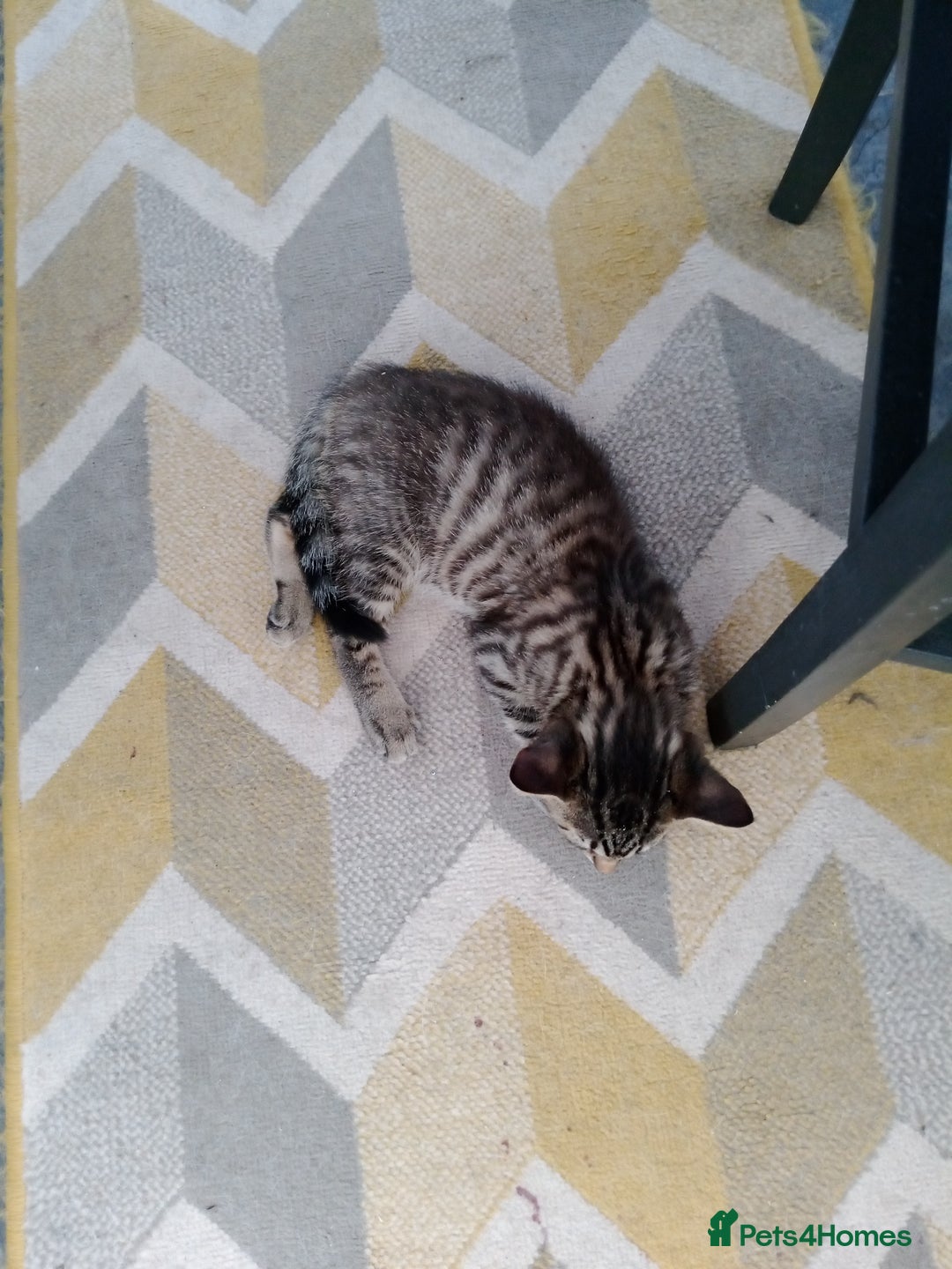 Mixed Breed cats for sale: Kittens - Image 4