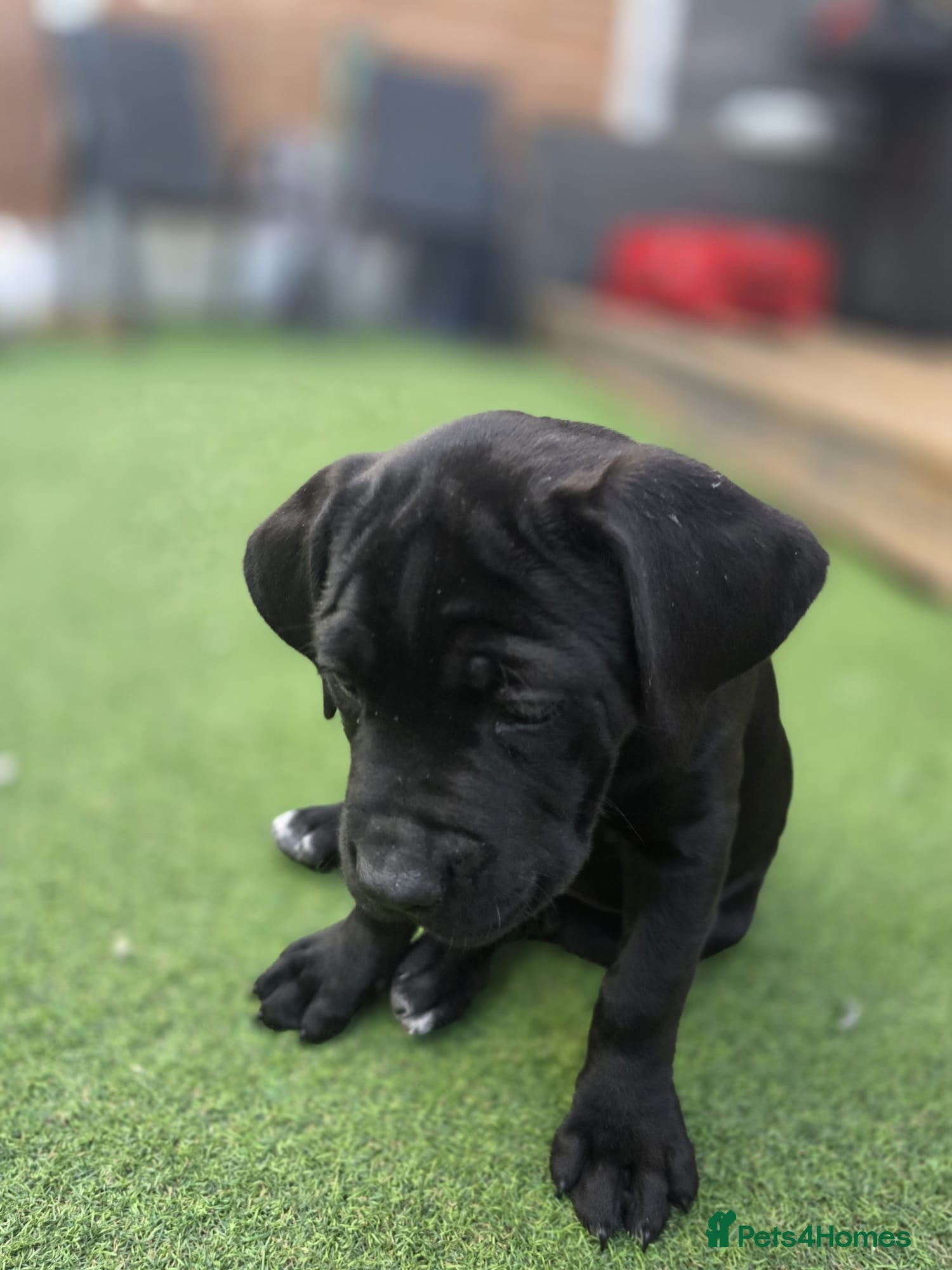 Cane Corso dogs Beautiful cane corso pups available  - Advert 2