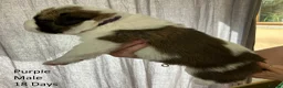 Saint Bernard dogs for sale: KC Registered Saint Bernard Pups - Advert 15
