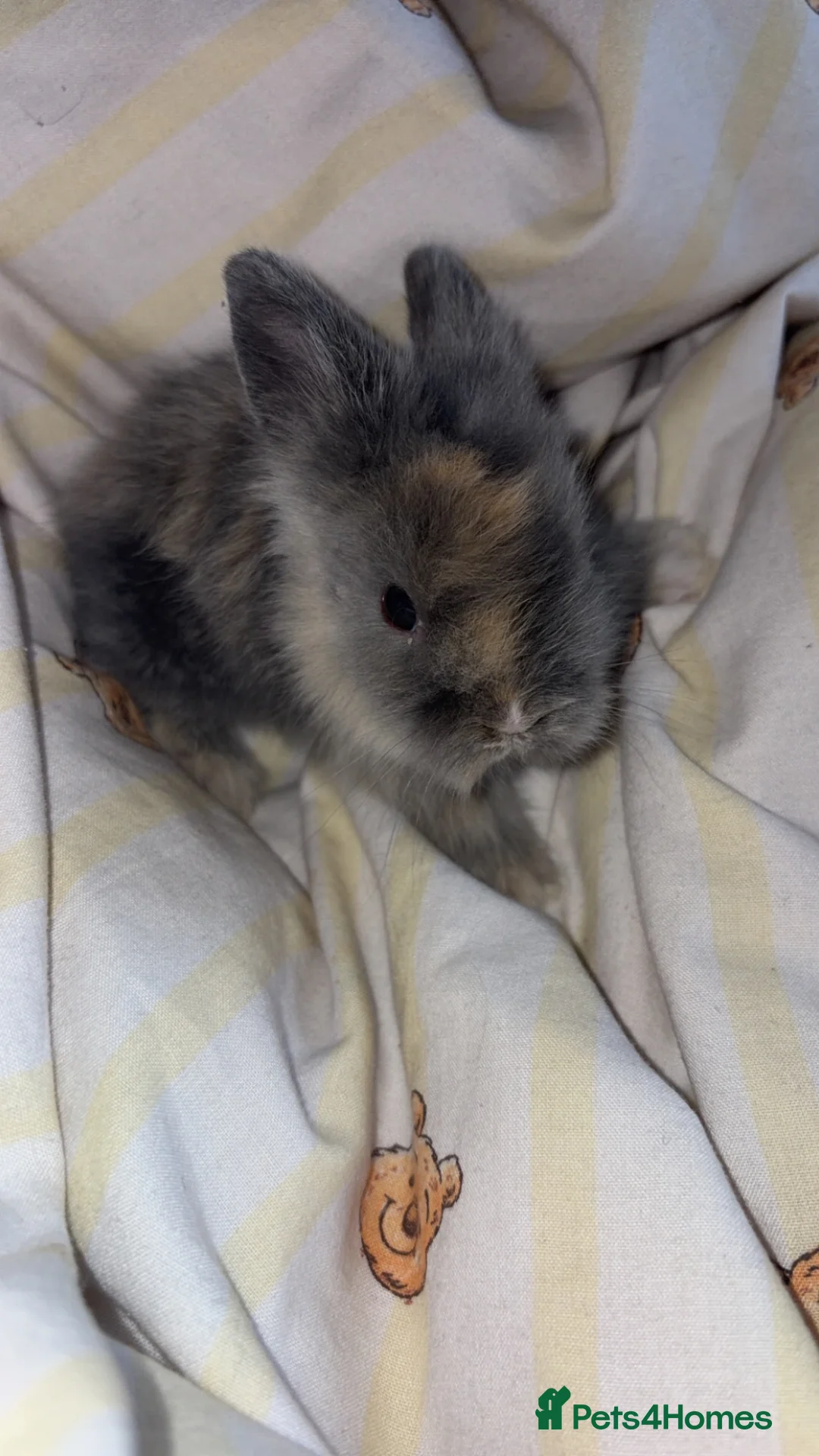 Lionhead rabbits for sale: Lionheads ready to be reserved - Advert 1