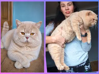 British Shorthair cats ๐ฆPROVENโผ๏ธGCCF & TICA regโผ๏ธ๐พCREAM ๐ฉธBlood B - Advert 5