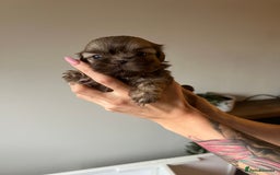 Shih Tzu dogs for sale: Imperial Shih Tzu for sale - Image 15