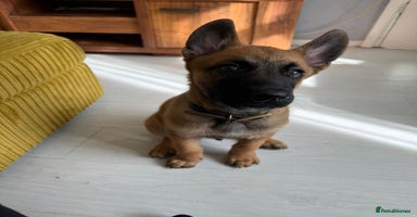 Belgian Shepherd Dog dogs - Advert 13