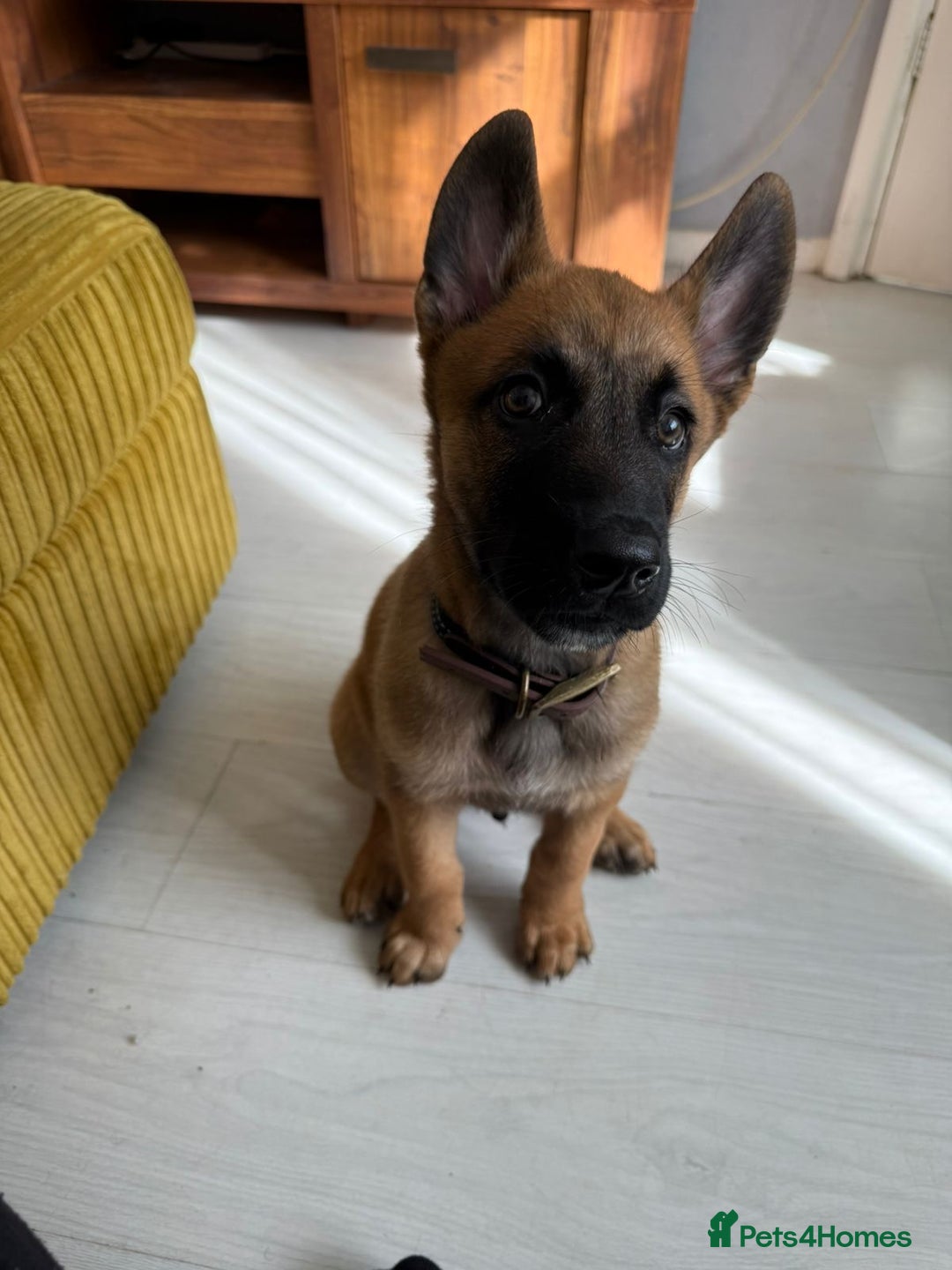 Belgian Shepherd Dog dogs for sale: Chunky Boy Top working lines  - Image 2