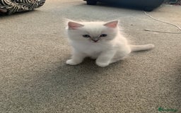 Ragdoll cats for sale: Stunning blue and lilac ragdoll kittens - Image 8