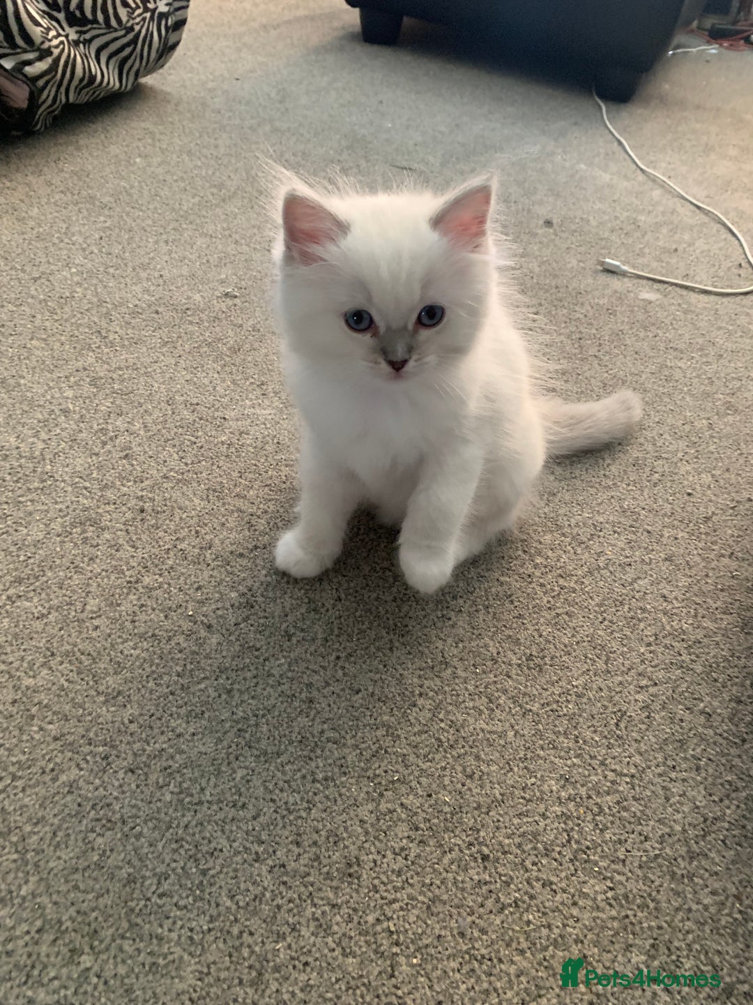 Ragdoll cats for sale: Stunning blue and lilac ragdoll kittens - Image 8