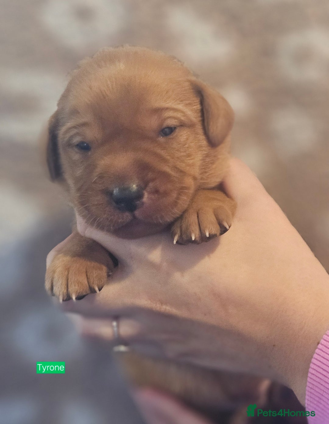 Labrador Retriever dogs for sale: KC Fox Red Labrador Puppys - Advert 34