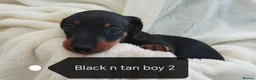 Miniature Dachshund dogs for sale: Mini dachshund  - Advert 5