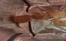 Domestic Shorthair cats for sale: Ginger & white kittens - Image 2