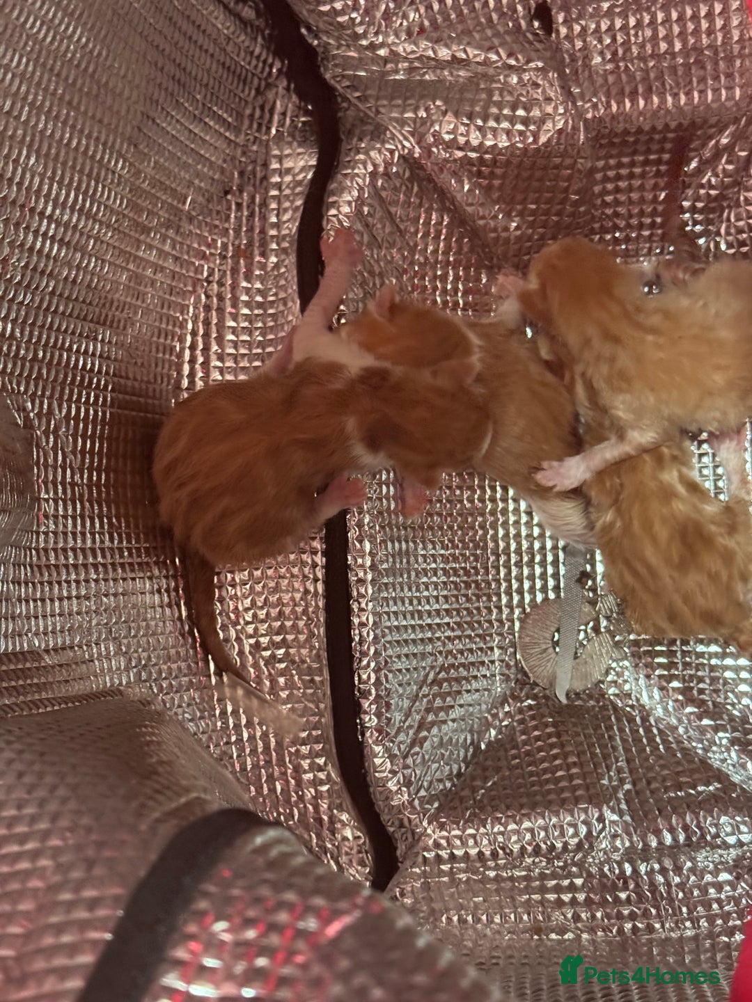 Domestic Shorthair cats for sale: Ginger & white kittens - Image 2