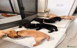 Labrador Retriever dogs for sale: Retriever Labrador puppys for sale - Image 23