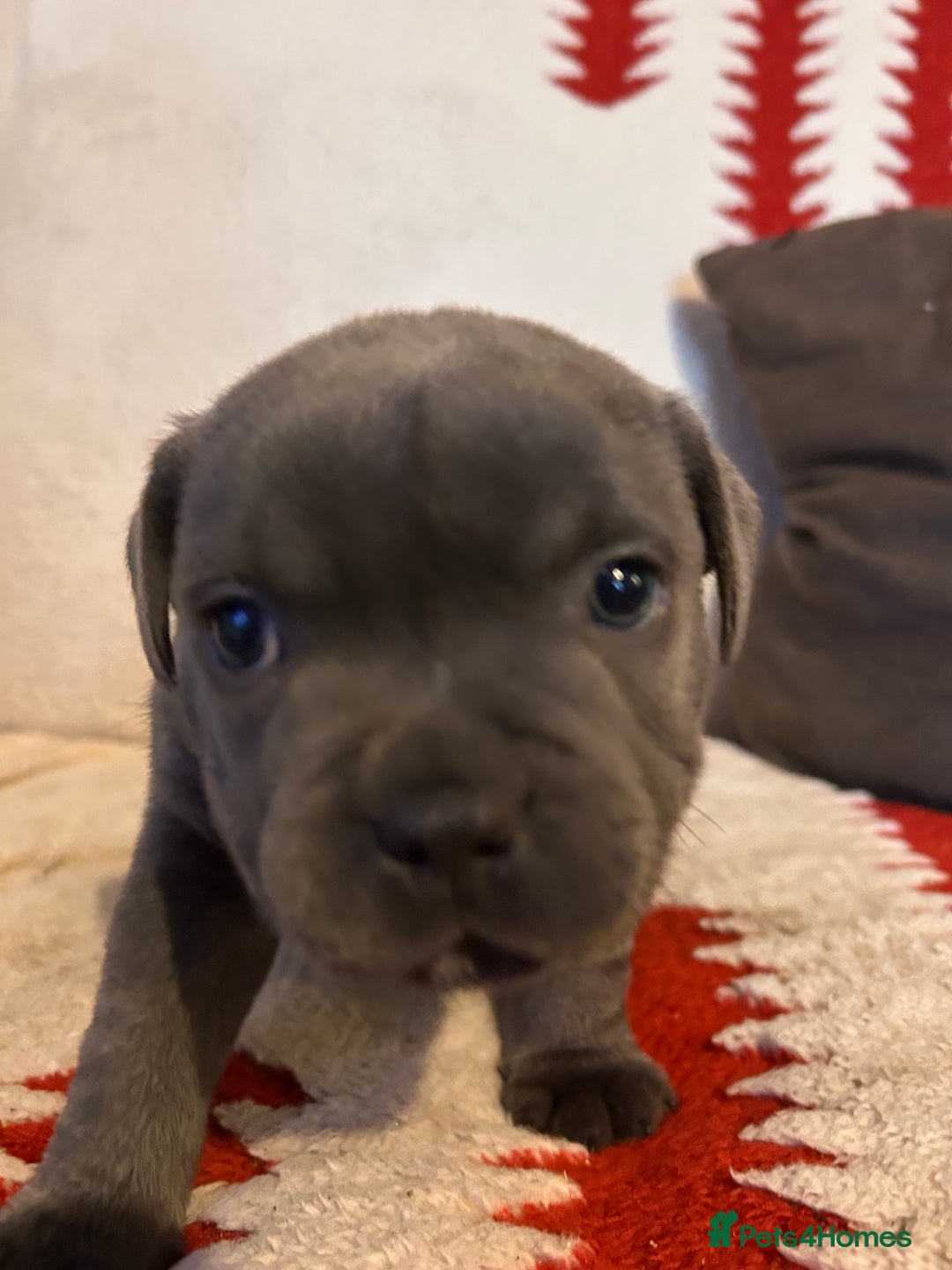 Staffordshire Bull Terrier dogs for sale: Stunning KC Reg 5 gens Blue Staffies - Advert 11