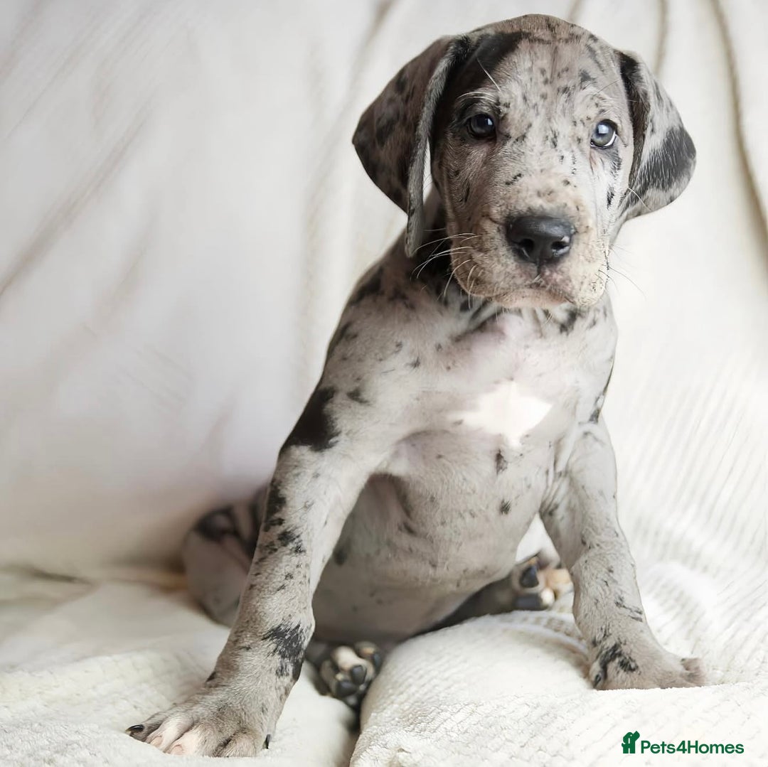 Great Dane dogs for sale: Waiting List Open - Advert 10