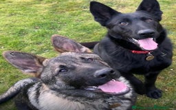 German Shepherd dogs for sale: KC Straight back GSD Puppies 🐶  - Image 5