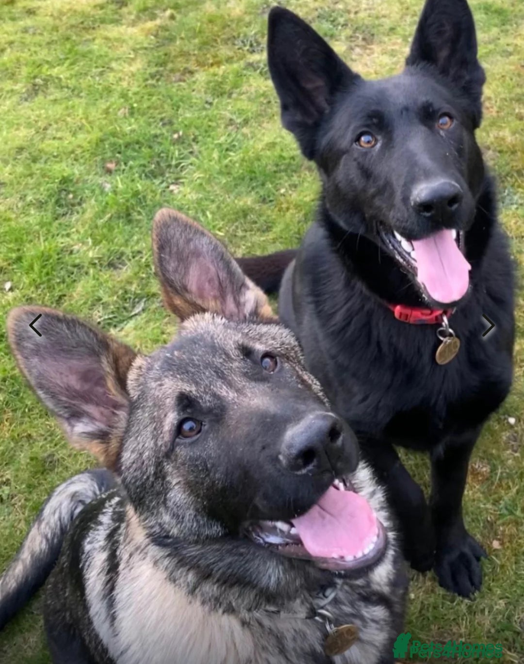 German Shepherd dogs for sale: KC Straight back GSD Puppies 🐶  - Image 5